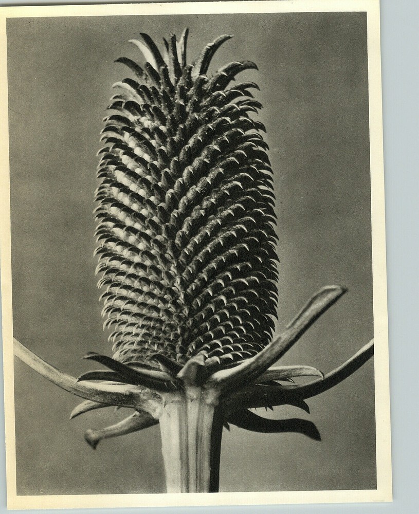 1942 Original BOTANICAL PLANT Wild Teasel Flower Photo Art KARL BLOSSFELDT