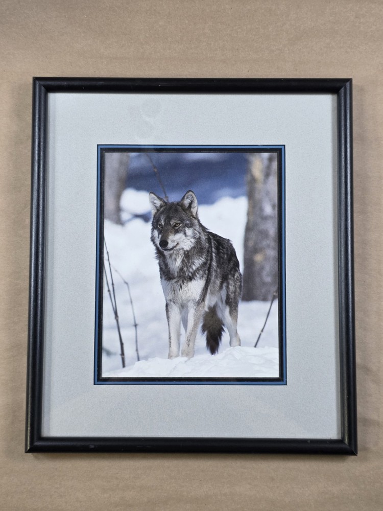 Framed Gray Wolf Photograph Wildlife Wall Art Ginkgo Tree Black Mountain NC