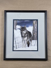 Framed Gray Wolf Photograph Wildlife Wall Art Ginkgo Tree Black Mountain NC
