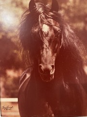 Tony Leonard Horse Photograph