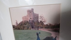 MATTED PHOTO OF PEACOCKS AT NORMAN KEEP CASTLE IN WALES SIGNED 4.75″ x 6.75″