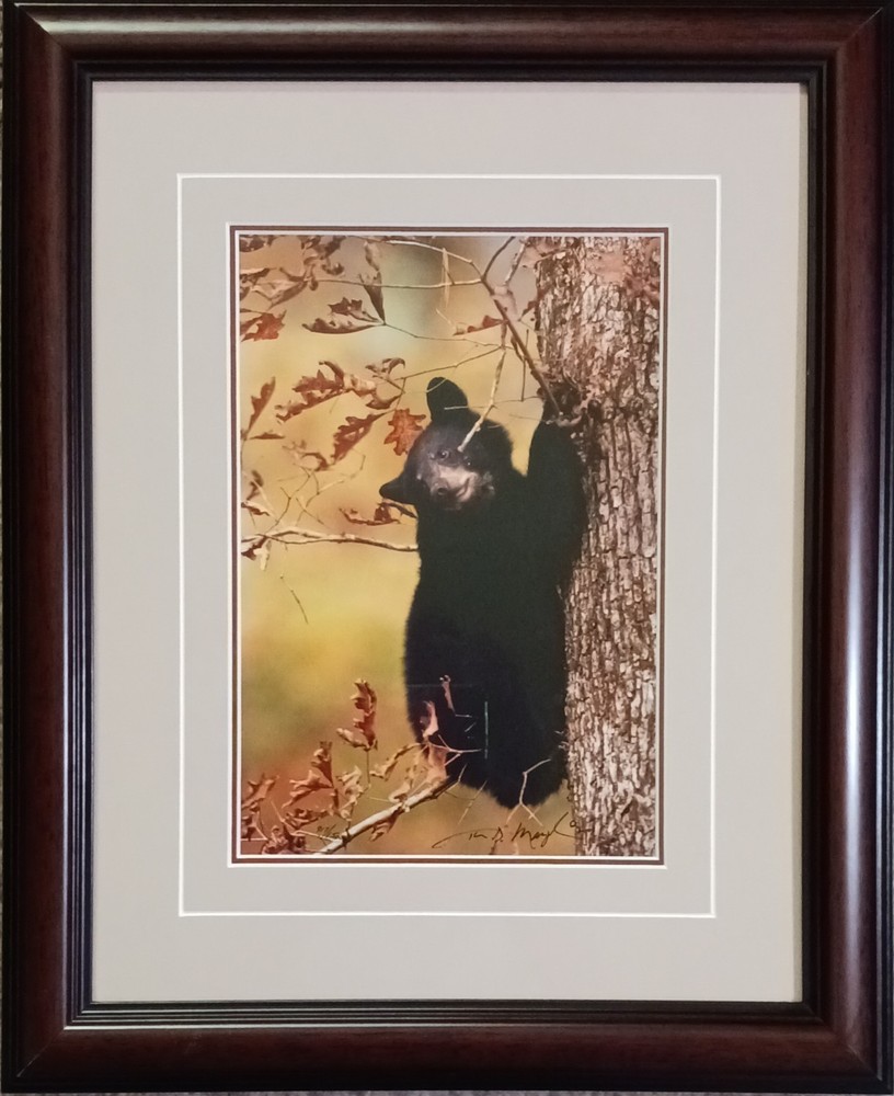 Thomas Mangelsen Signed Photograph Limited Edition Framed Bear “October’s Oak”