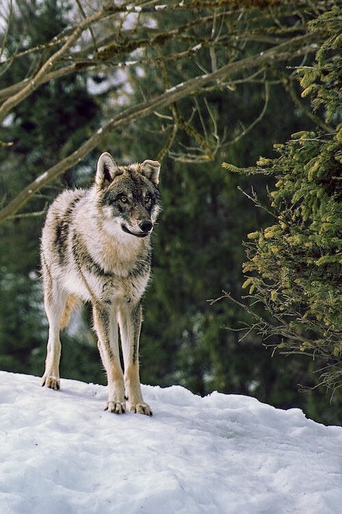 Digital Image Picture Photo Pic Wallpaper Background Photo Of A Furry Wolfe Snow