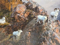 Shane Lamb Red Rock Rams Dall Sheep Signed Photo Denali Polychrome Pass Art AP