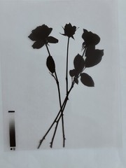Medical Photography X-Ray Vintage Bouquet Of Roses Alain Pol Kodak