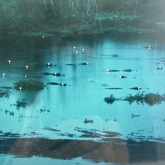 John Moran Photography Artist Signed Matted Alligators At Dusk 8×12