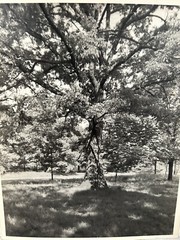 Arthur Gray Standard Oil Photographer Cleveland Ohio Americana Tree In Woods!!!