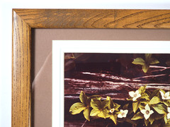Vtg “Canadian Dogwood” 8×10 Photograph, Signed, Matted & Framed (13×16) LEE MANN