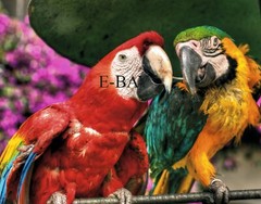 11X14 PHOTO OF SCARLET MACAW’S, ART Photo, Guatemalan ART, Guatemalan
