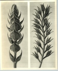 1942 Original BOTANICAL PLANT Meadow Sage Flower Photo Art KARL BLOSSFELDT