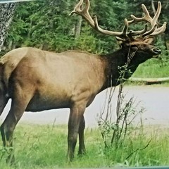 Bull Elk-Canada-Don Urban Original Nature Photography-12″ X 16″-matted/signed