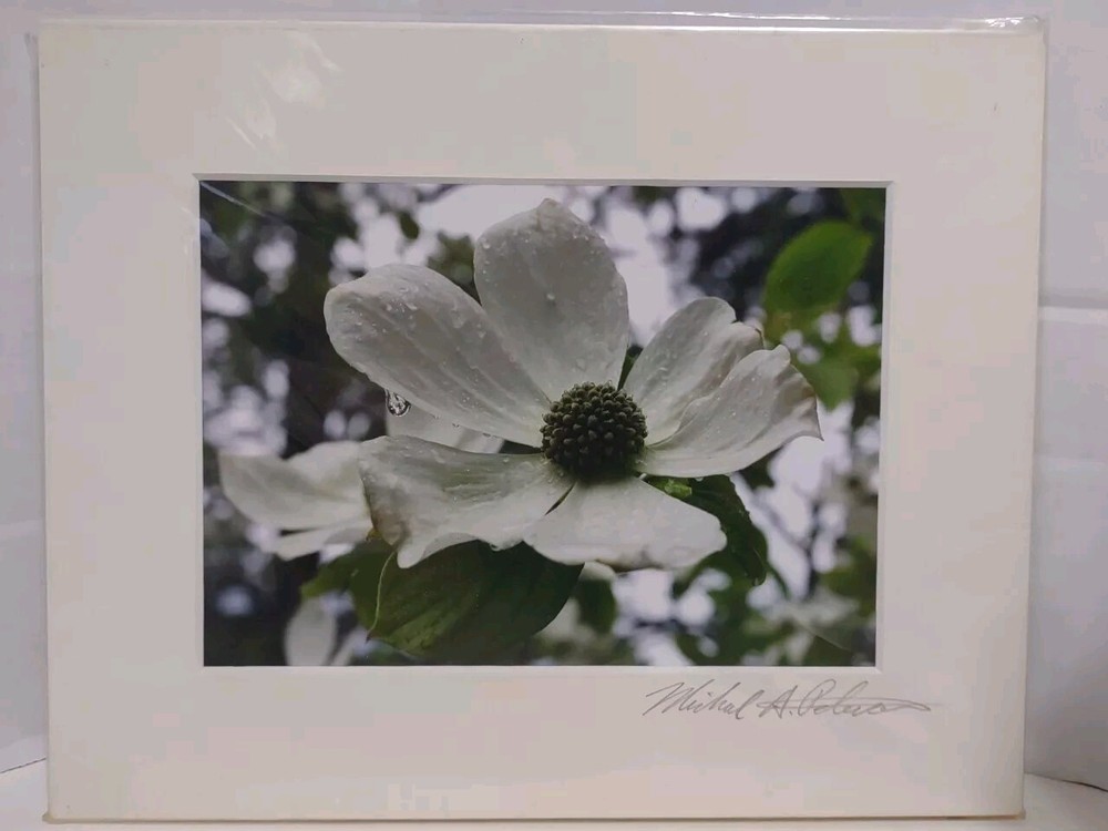 Signed Michael A Peterson Photography Dogwood Flat Mounted Canvas Gatorboard