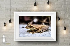 Cuban Tree Frog – Fine Art Macro Photography Prints – by Bear8Photo