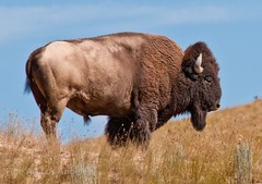 Neil Reichline Photo, American Buffalo, Wyoming