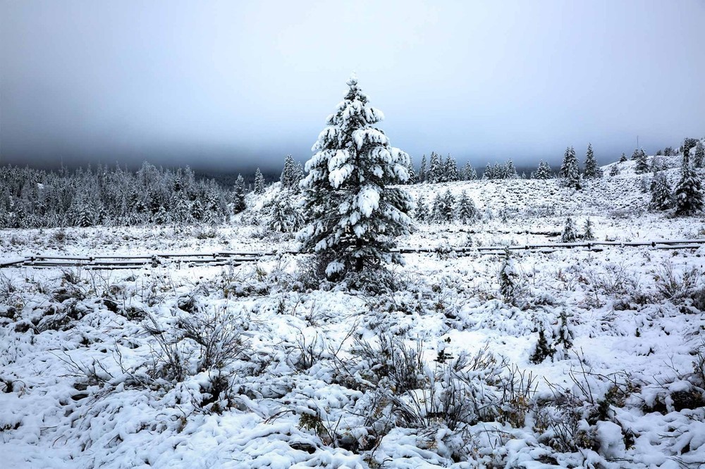 Snowy Pine Tree Photography Print: Wyoming Rocky Mountains Winter Forest Photo