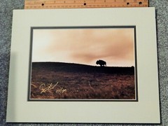DON SCHIMMEL PHOTO Signed & Numbered, 1997 LONE BUFFALO COA