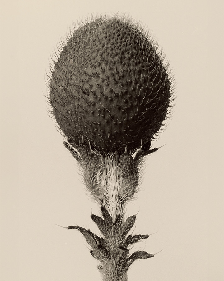 Thorned bulbous plant Karl Blossfeldt Photograph Print 8″x10″