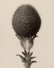 Thorned bulbous plant Karl Blossfeldt Photograph Print 8″x10″
