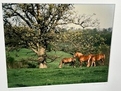 Oakland Horses Nick Zungoli Signed 1/300 Photo Photograph Horse Equestrian Art