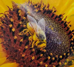 Honey Bee Sunflower Fine Art Photography – 5×7 Matted Nature Print by Audra Dean