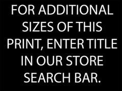 Bighorn Sheep Skull 8″x10″ Photograph Print 8×10