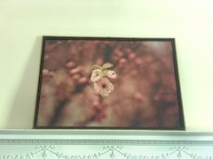 Antique Washington DC Cherry Blossoms