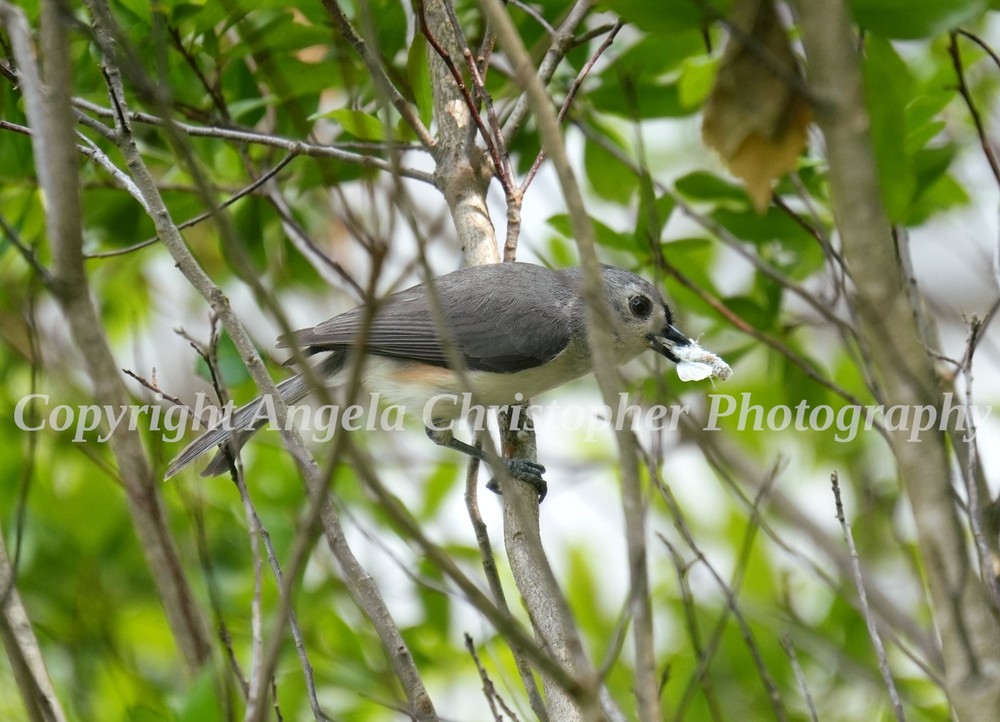 Original ACEO photo fine art print 2.5×3.5 inch TUFTTED TITMOUSE WITH LUNCH bird