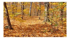 Fall Forest Leafy Ground 1, High Resolution Image, Many Formats, TV Art
