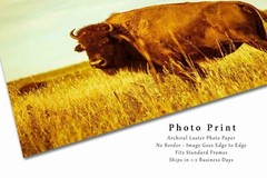 Bison Photography Print: Oklahoma Buffalo Tallgrass Prairie Western Photo