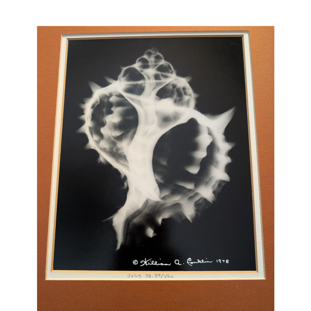 William A. Conklin 1978 Radiographic Photograph Murex Shell — Signed, #39/500