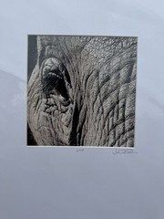John Fletcher Signed Elephant Eye Photograph 2009 Fine Art Print