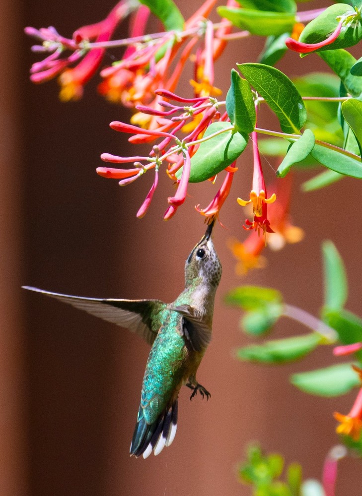 Hummingbird and Coral Honeysuckle – Nature photo mounted on 16″X20″ wood panel