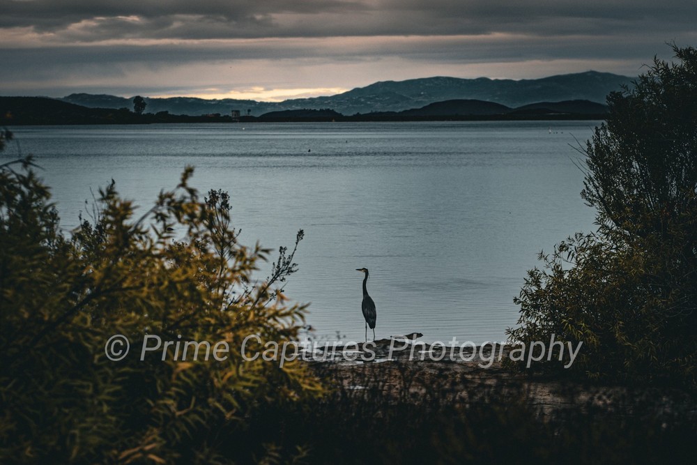 Lone Heron At Waters Edge Photography Print Sunrise Bird Contemplative Beauty