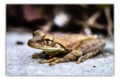 Cuban Tree Frog – Fine Art Macro Photography Prints – by Bear8Photo