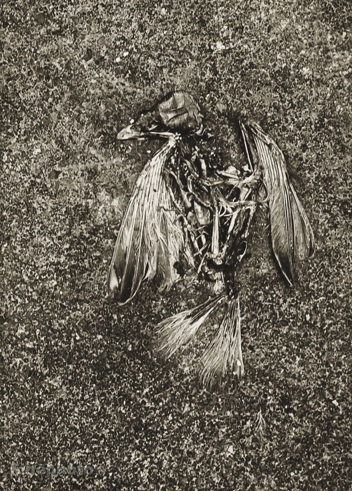 1946 Vintage Josef Sudek Dead Bird Sparrow Still Life Abstract Photo Gravure Art