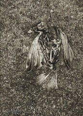 1946 Vintage Josef Sudek Dead Bird Sparrow Still Life Abstract Photo Gravure Art