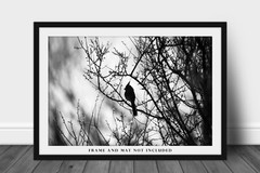 Cardinal Photography Print: Arizona Black & White Bird Desert Southwest Photo