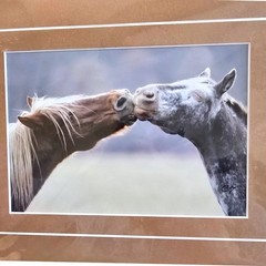 Clay Thurston Signed Photo Print 8×6″ Two Horses Noses Touching 10×8″ Frame