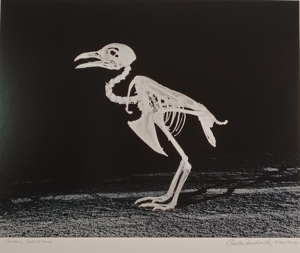 Original Large Format Black & White Photo Quail Skeleton by Charles Fendrock