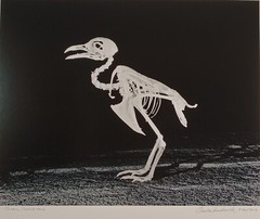 Original Large Format Black & White Photo Quail Skeleton by Charles Fendrock