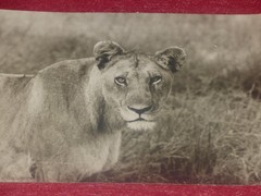 Animals Of Africa / Anonymous – 2 Silver Photos Elephant & Lioness Ca 1950