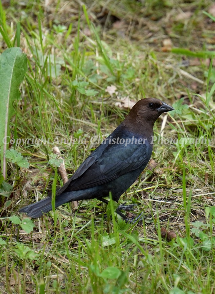 Original ACEO photo fine art print 2.5 x 3.5 in PORTRAIT OF A COWBIRD brown bird