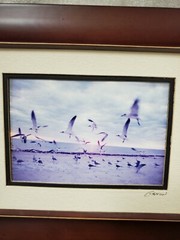 Barry Gamow Framed Double Matted Signed Photograph Sea Gulls Beach Seashore