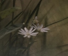 Pair Gamow Signed Floral Photography Art 5″ x 7″ Matted