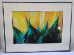 “Sunflower Graphic” – Framed Close-Up Photograph by Gary Coleman