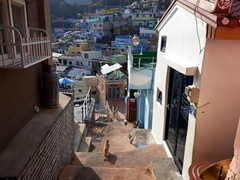 1$ Digital Image Wallpaper- Korea Cats Series:Ginger Cat in Busan Ami-dong Alley