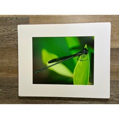 Damselfly Photography 20×16 Green Macro Nature Wall Art
