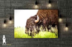 Buffalo Photography Prints – Great Plains Bison Wall Art – Midwest Decor