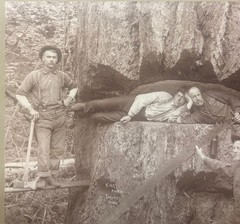 Antique GEORGE W KIRK Stimson Mill MASSIVE Cedar TREE Everett Washington PHOTO