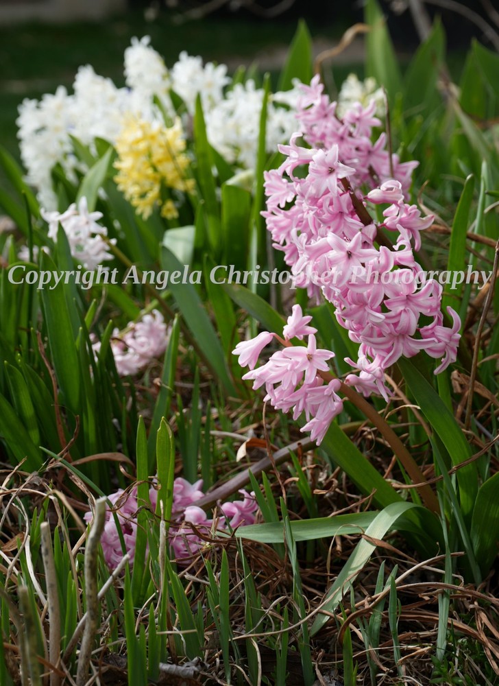 Original ACEO photo fine art print 2.5×3.5″ HYACINTHS pink white yellow flowers